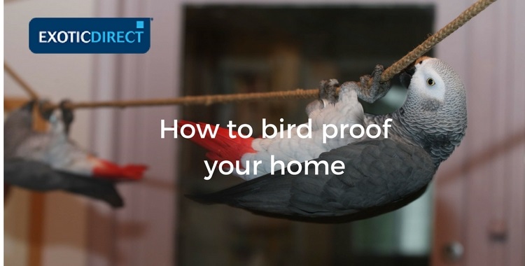 How To Bird Proof Your Home Exoticdirect