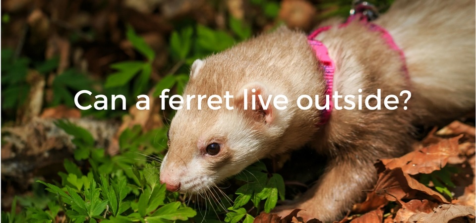 outdoor ferret cage