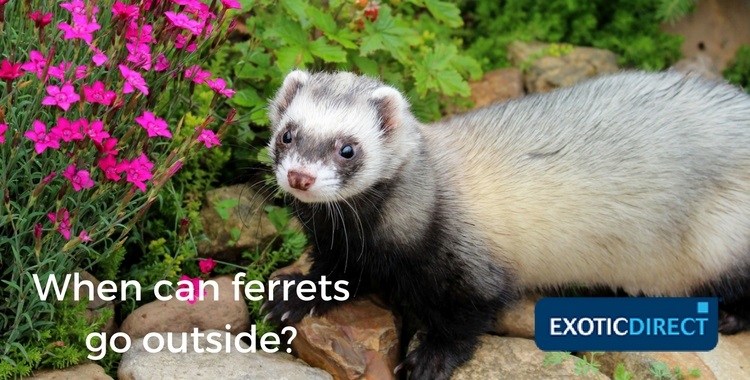 ferret in a garden