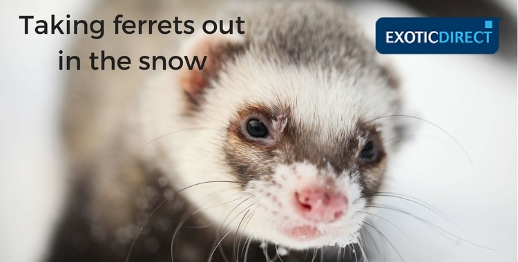 A ferret playing in the snow