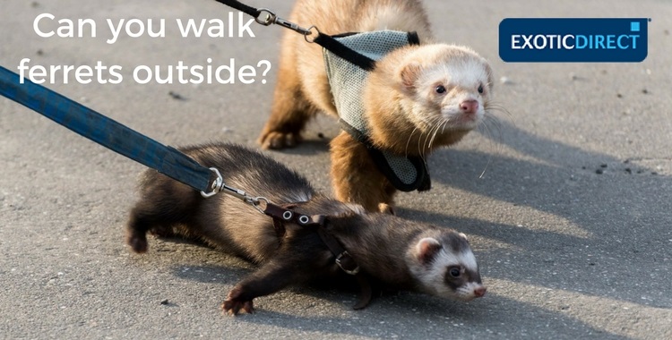 two ferrets going for a walk wearing leads