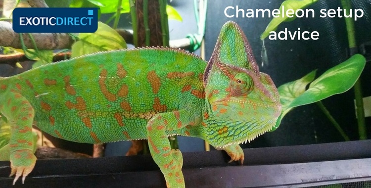 Chameleon vivarium setup advice - uvb, lighting, heating, plants and ...