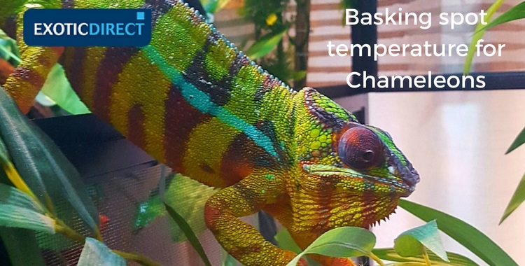 Chameleon on a branch in vivarium