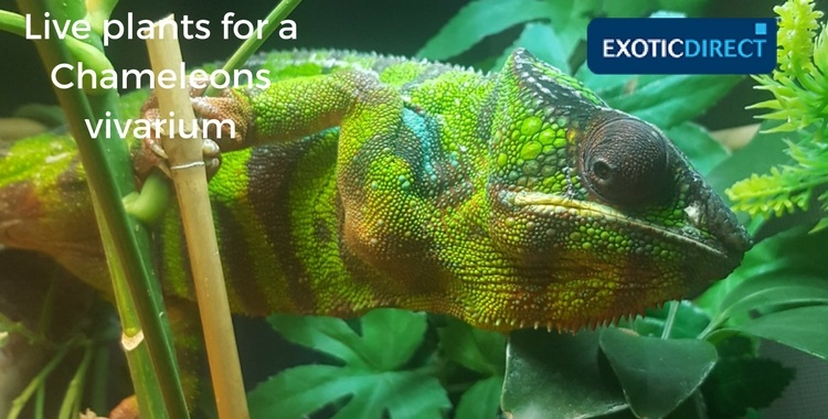 Chameleon sitting on a plant