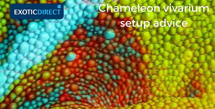 a Chameleon's colours close up