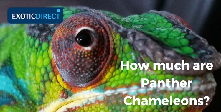 panther chameleon