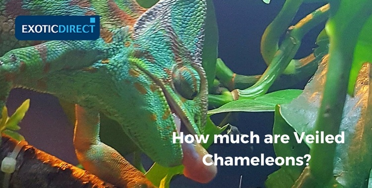 veiled chameleon in its vivarium