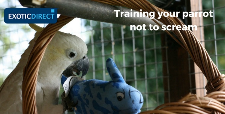 parrot playing with a toy