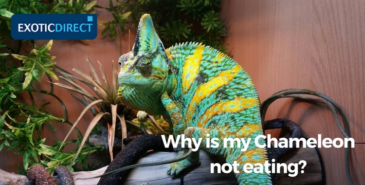 What do Chameleons eat? - ExoticDirect