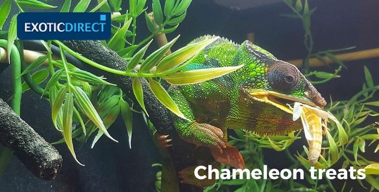 chameleon eating an insect