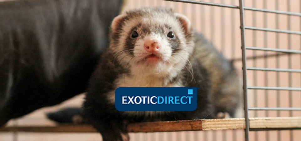 how much is a ferret cage