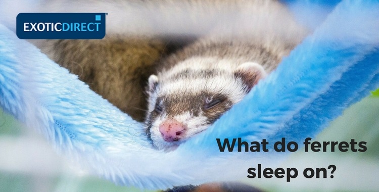 ferret sleeping in a hammock