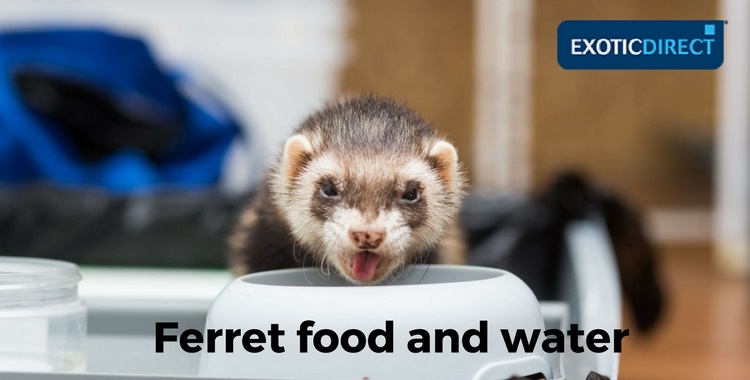 ferret eating from a bowl