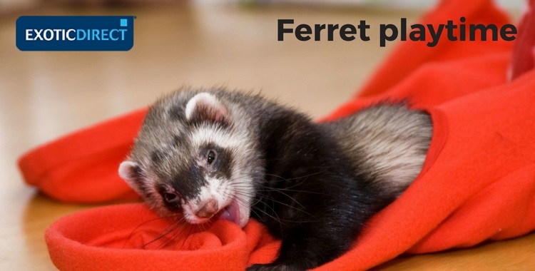 ferret playing in a soft tunnel