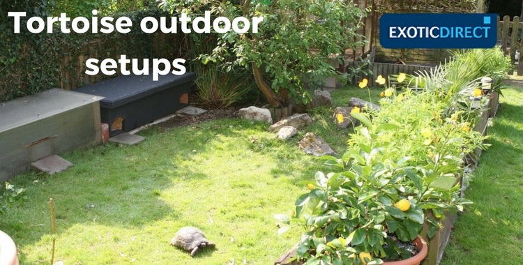 tortoise in a garden with wooden housing and a greenhouse