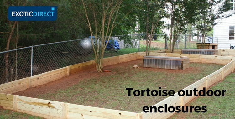 How To Build An Outdoor Tortoise Enclosure Exoticdirect