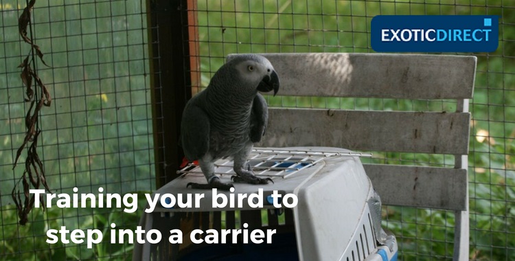 african grey stood on a carrier