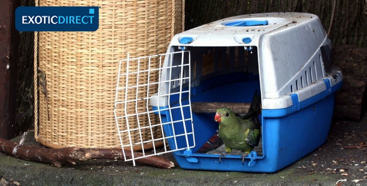 A Rockpebbler parrot whose stepped into a carrier