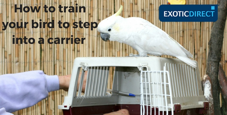 A cockatoo being trained to step into a carrier