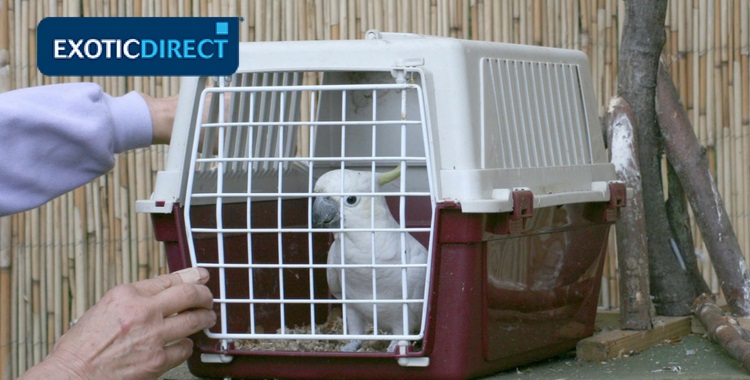 cockatoo whose stepped inside a carrier and the door is closed