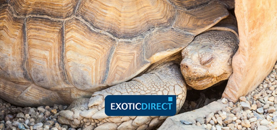 How long can a baby tortoise live without food