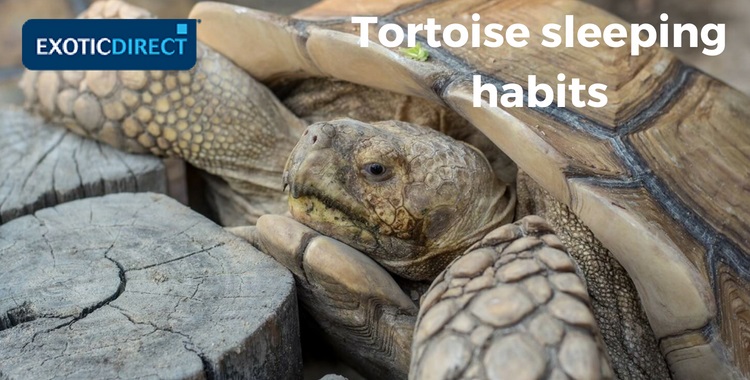 tortoise resting up against wood pillars