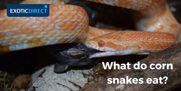 a corn snake eating a rat