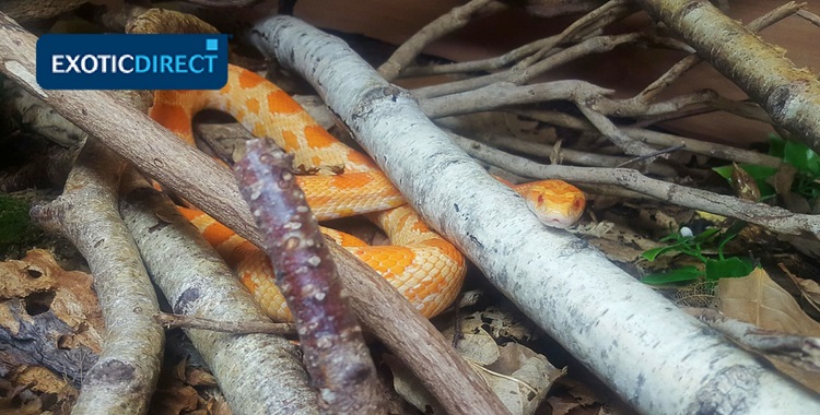 corn snake looking at his owner