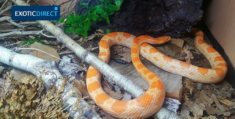 corn snake in a vivarium