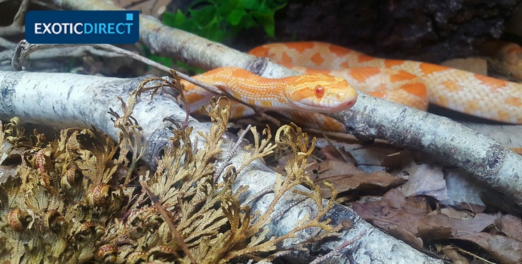 corn snake in a vivarium