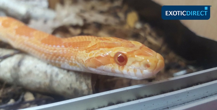 close up of a corn snake