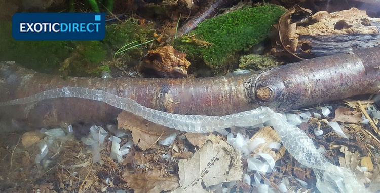 corn snake's shed skin