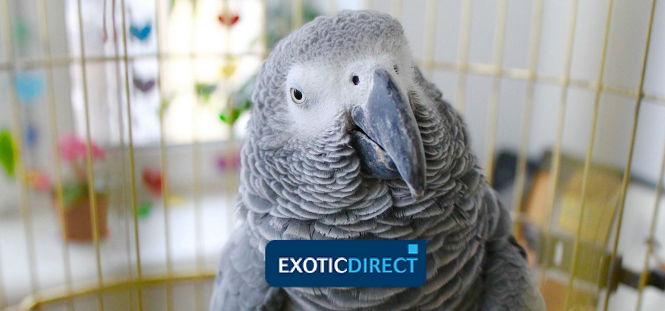 Parrot Names Male Female Famous And Not So Famous Exoticdirect