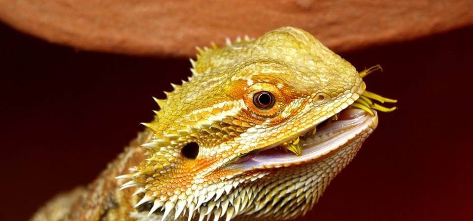 Best Live Food For Baby Bearded Dragon Best Live Food For Baby Bearded Dragon