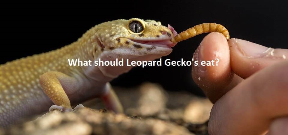 Leopard Gecko Feeding Chart