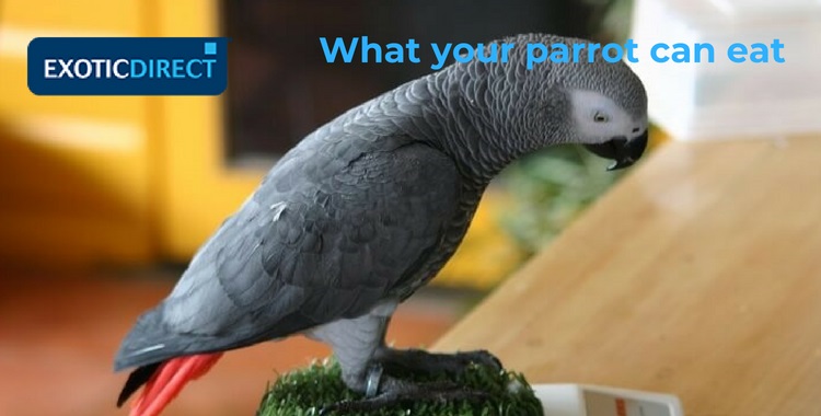 african_grey_playing_on_kitchen_scales