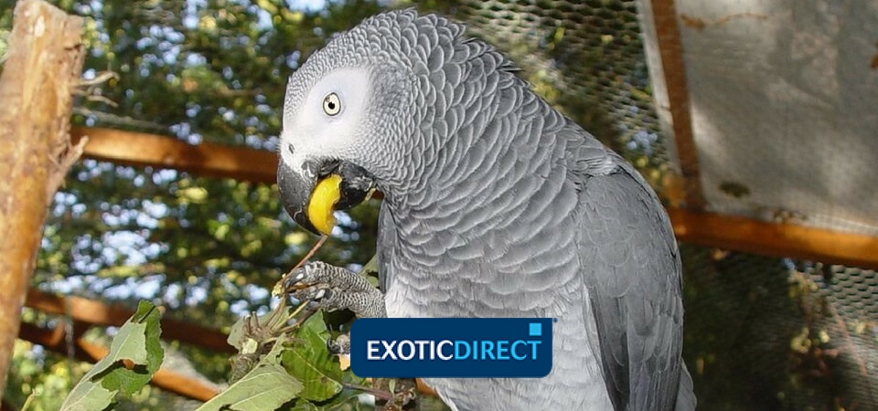 African Grey Growth Chart