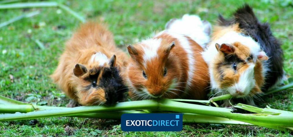 Can Guinea Pigs Live Outside Temperature Security And Other Care Advice Exoticdirect