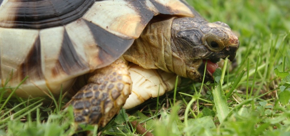 Indian Star Tortoise Diet Chart