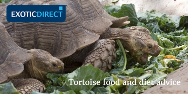 greek tortoise food list