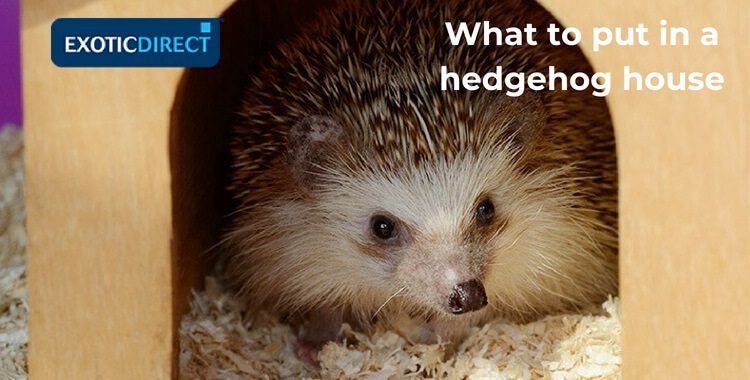 pygmy hedgehog sitting in its hide