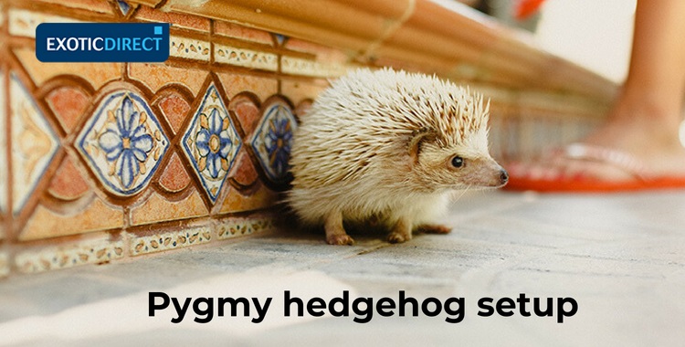 pygmy hedgehog walking on the kitchen floor