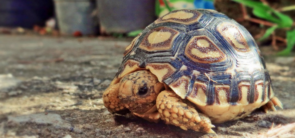 Keeping tortoises outside - ExoticDirect