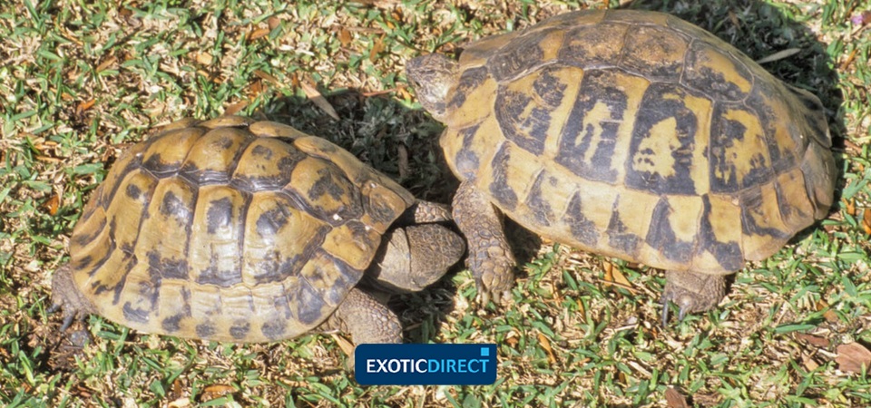 Which Tortoise Should You Get Exoticdirect