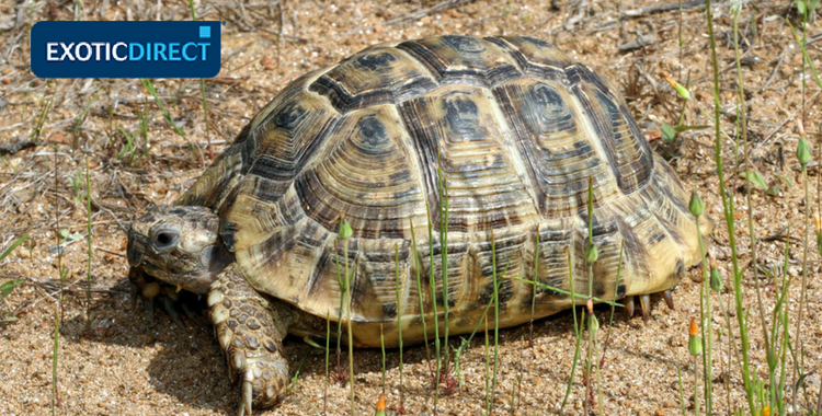 spur-thighed tortoise