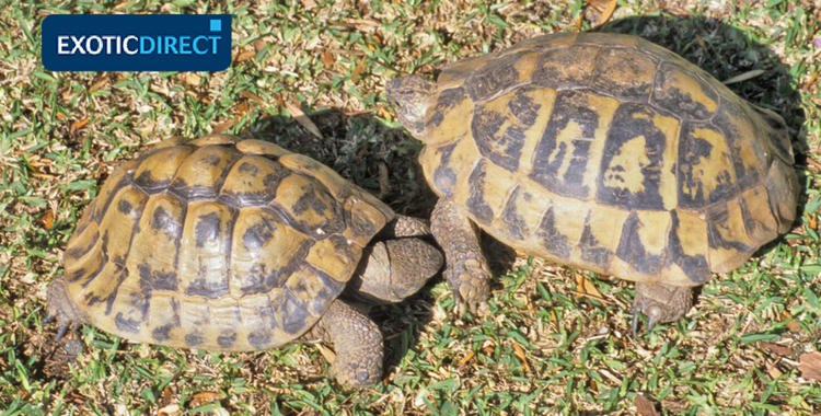 Do horsefield tortoises make good pets