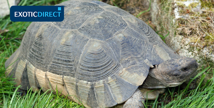 marginated tortoise