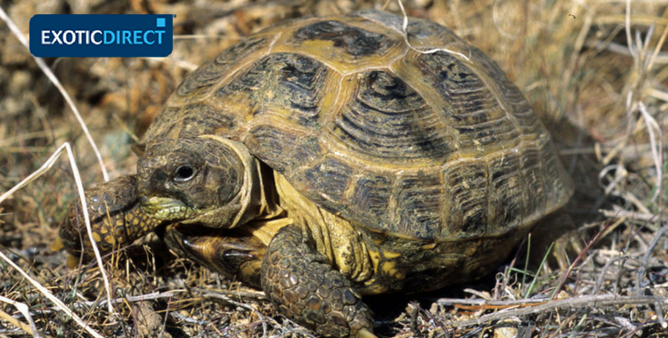 small pet tortoise breeds