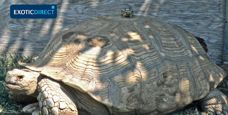 sulcata tortoise