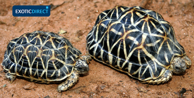 indian star tortoise